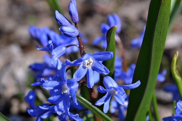 Blaustern oder Scilla