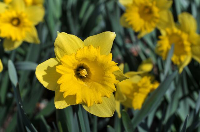 Leuchten schön gelb: Osterglocken / Narzissen