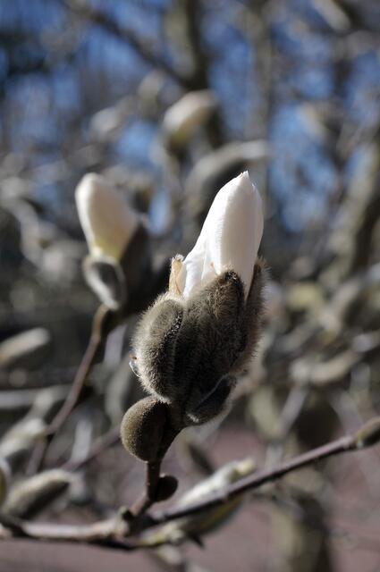 Magnolienknospen
