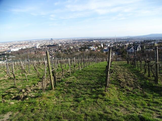 Blick auf Wien vom vorfrühlingshaften Wilhelminenberg