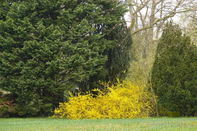 ..der Forsythienbusch