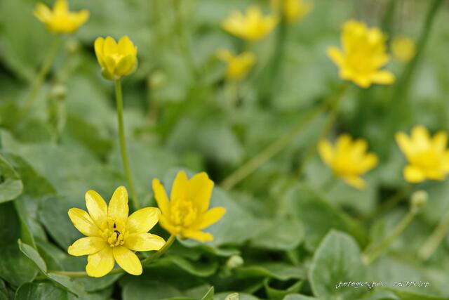 Winterlinge....