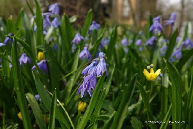 ..die gesuchte Scilla...