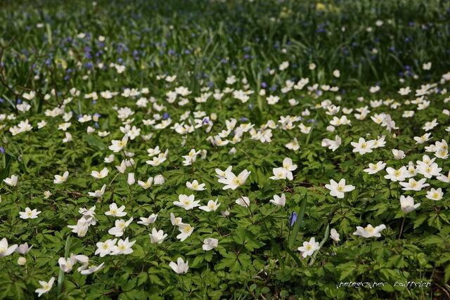 Buschwindröschen - Anemone