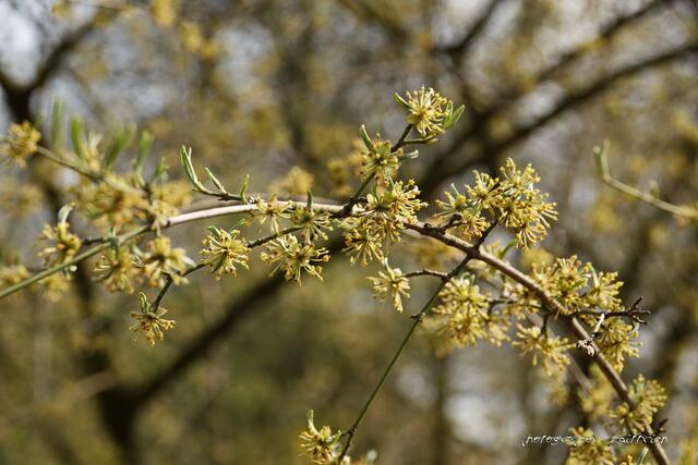 ..die fast verblühte Hamamelis oder auch Zaubernuss...