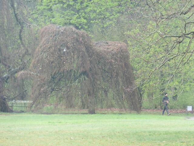"Berühmter" Elefanten-Baum, s. https://www.myheimat.de/potsdam/natur/elefanten-baum-d2685226.html