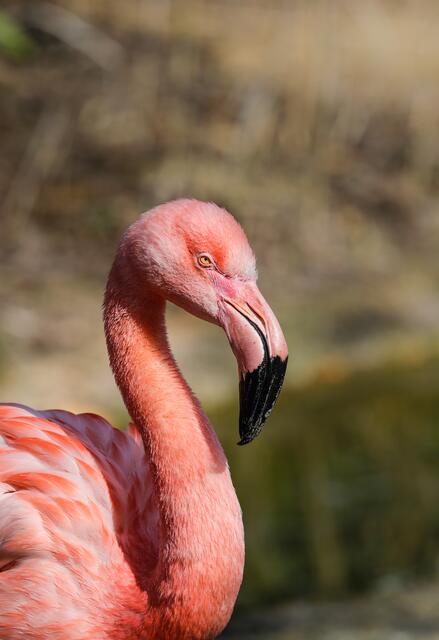 Flamingo im Portrait