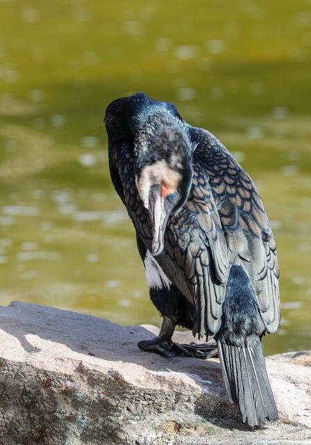 Kormoran