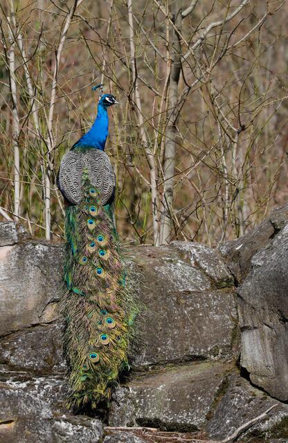 Pfau