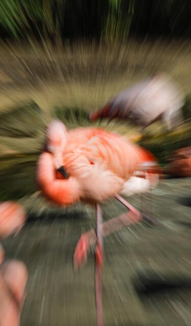 Flamingo-Zoom