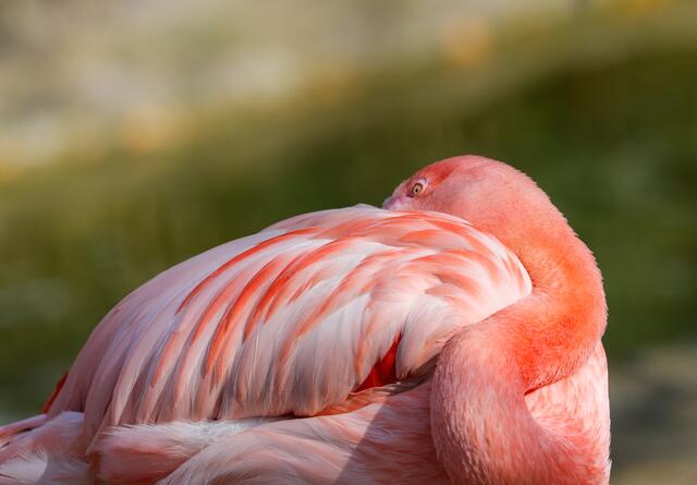 Flamingo III
