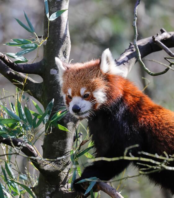 Pandabär