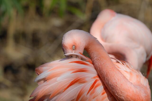 Flamingo II
