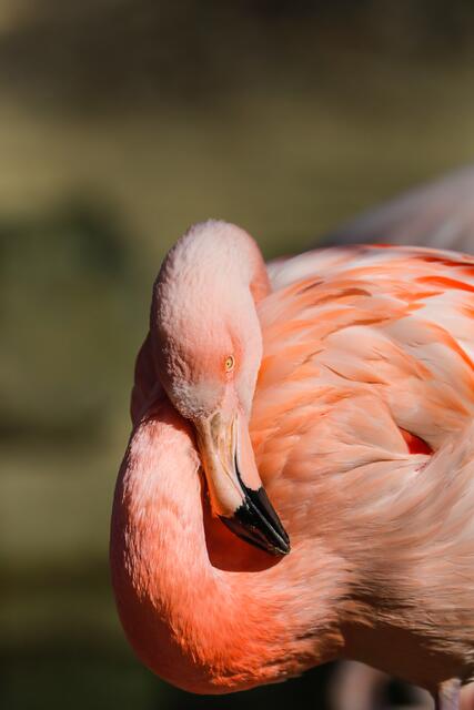 Flamingo I