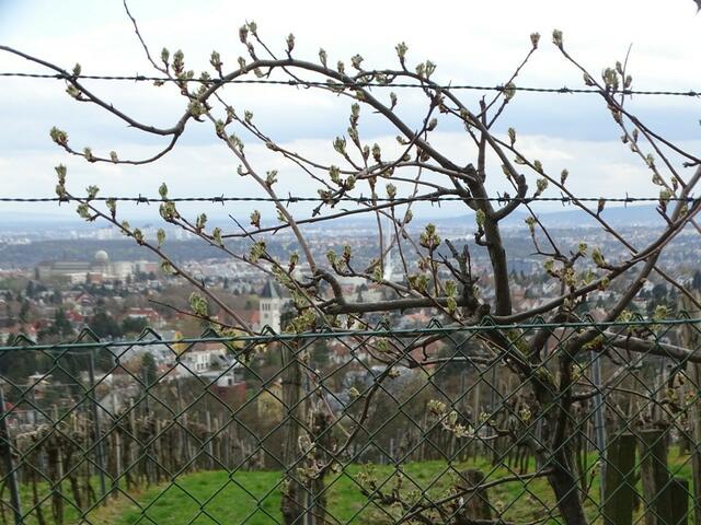 Wilhelminenberg Wien