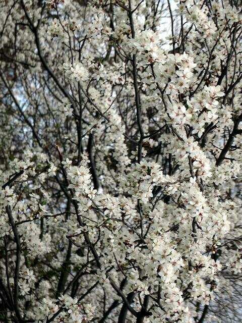 Kirschblüte auf dem Wiener Wilhelminenberg