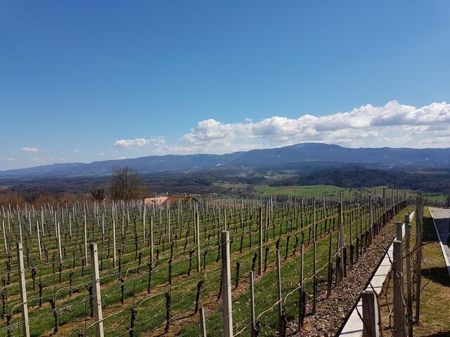 Weinberge in Novo Mesto mit Blick auf das angrenzende Kroatien, welches ganz nah liegt.
