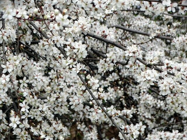 Kirschblüte auf dem Wiener Wilhelminenberg