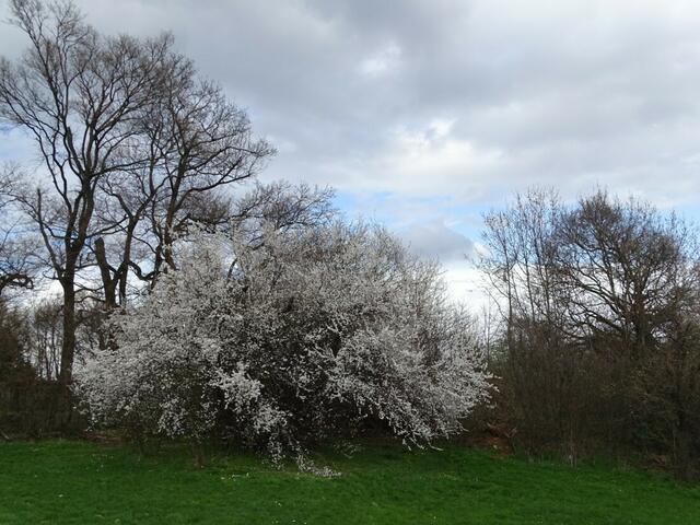 Wilhelminenberg Wien