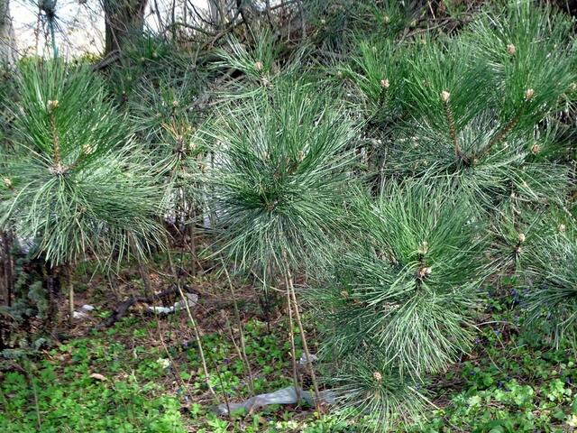 Wilhelminenberg Wien