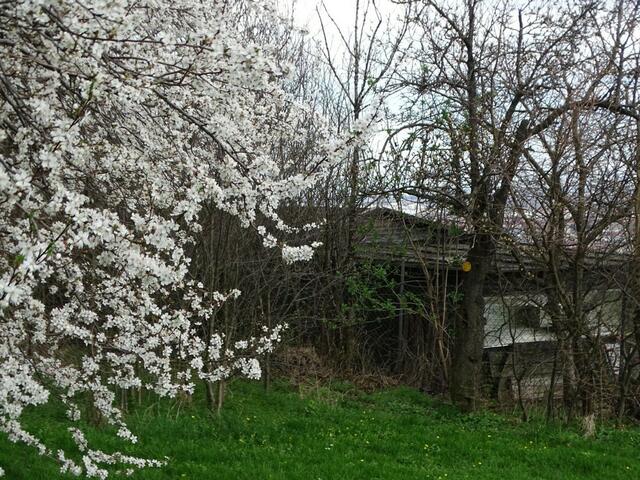 Kirschblüte auf dem Wiener Wilhelminenberg