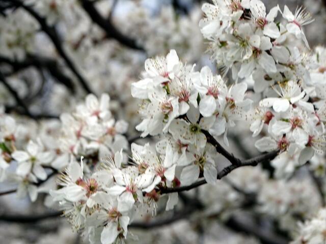 Kirschblüte auf dem Wiener Wilhelminenberg