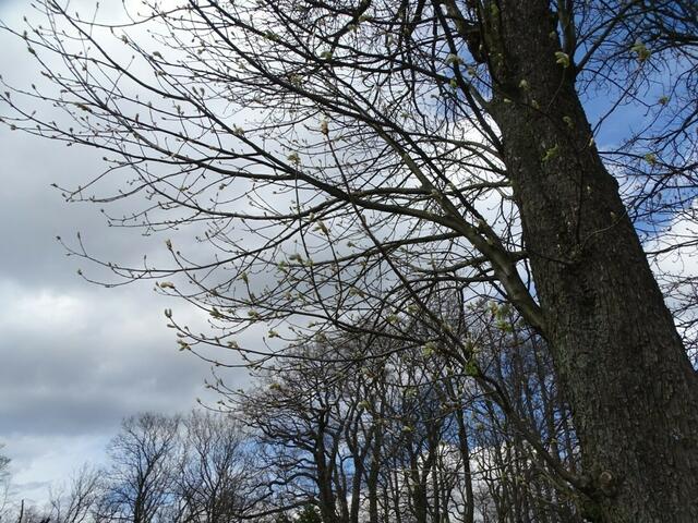 Wilhelminenberg Wien