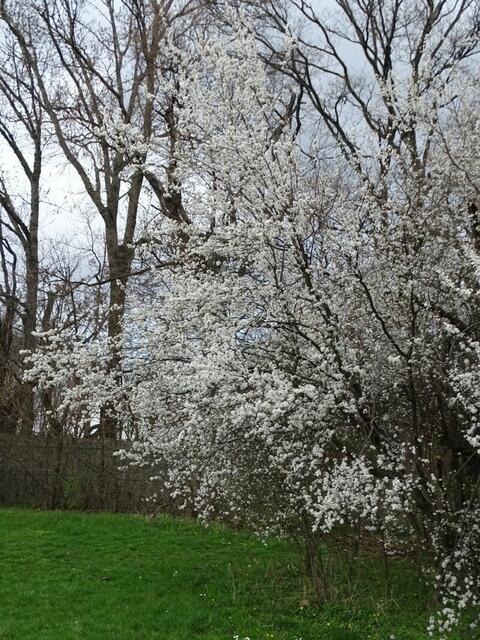 Kirschblüte auf dem Wiener Wilhelminenberg