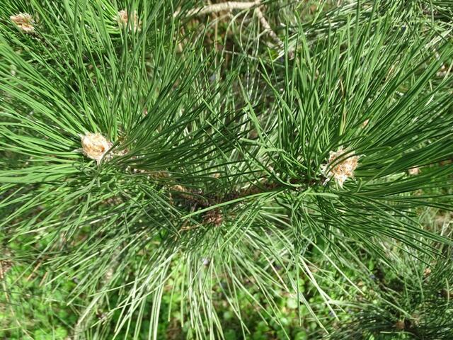 Wilhelminenberg Wien