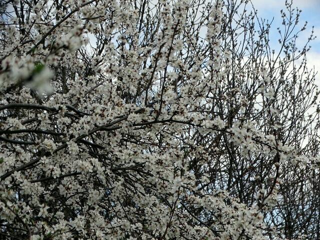 Kirschblüte auf dem Wiener Wilhelminenberg