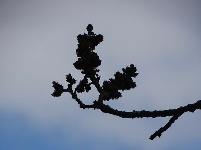 Wilhelminenberg Wien