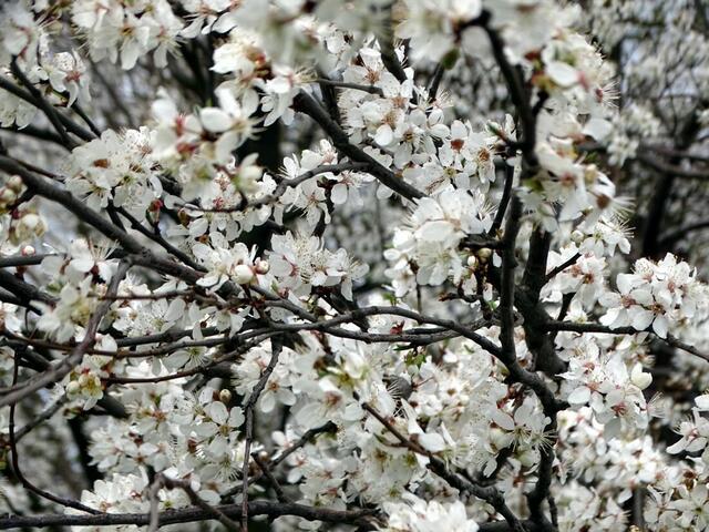 Kirschblüte auf dem Wiener Wilhelminenberg