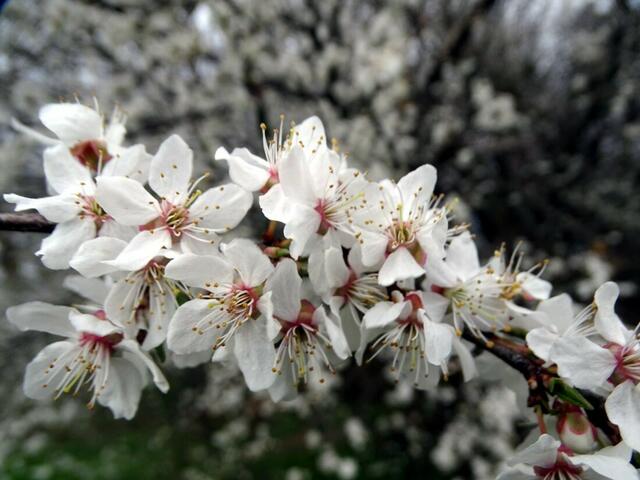 Kirschblüte auf dem Wiener Wilhelminenberg