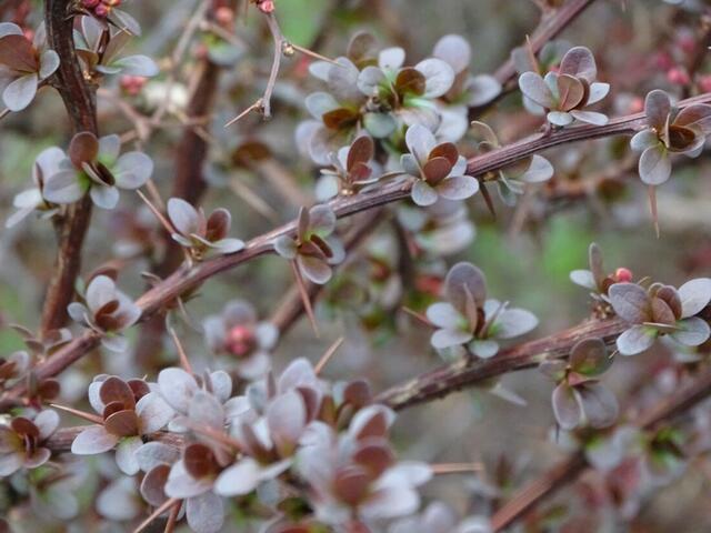 Wilhelminenberg Wien