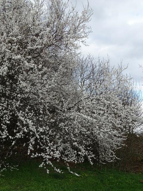 Kirschblüte auf dem Wiener Wilhelminenberg