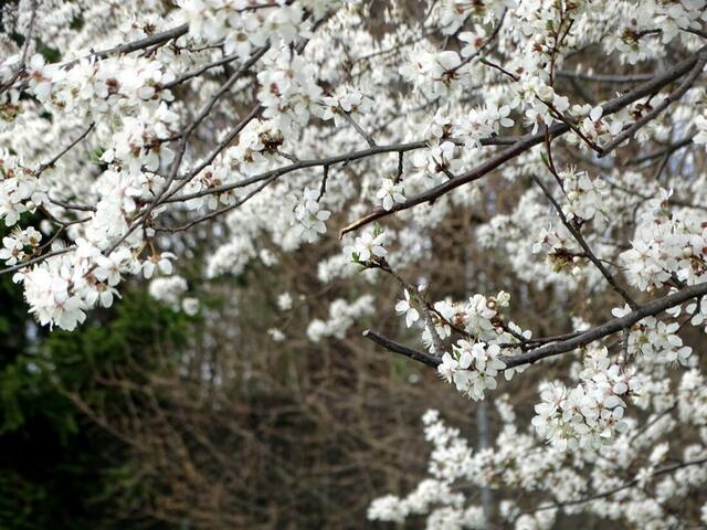 Kirschblüte auf dem Wiener Wilhelminenberg