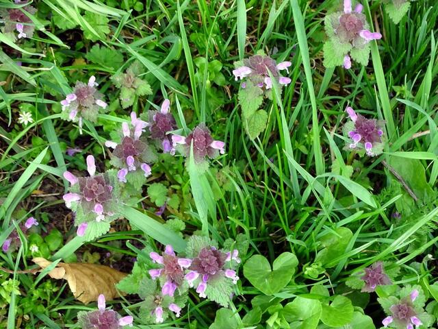 Wilhelminenberg Wien