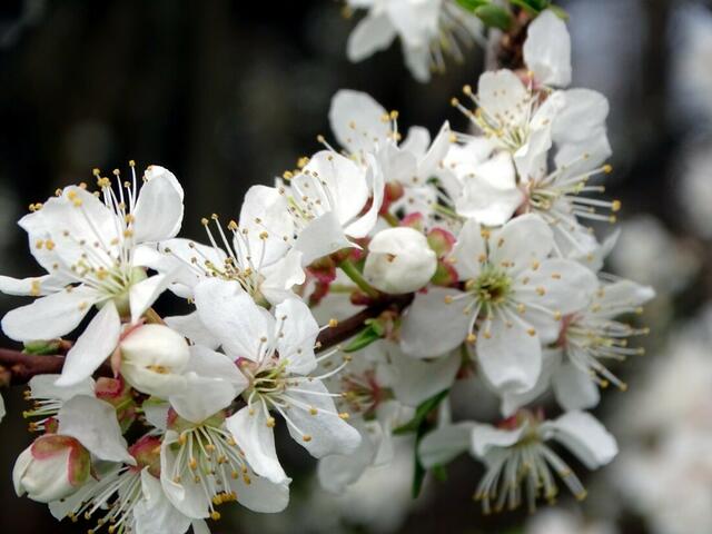 Kirschblüte auf dem Wiener Wilhelminenberg