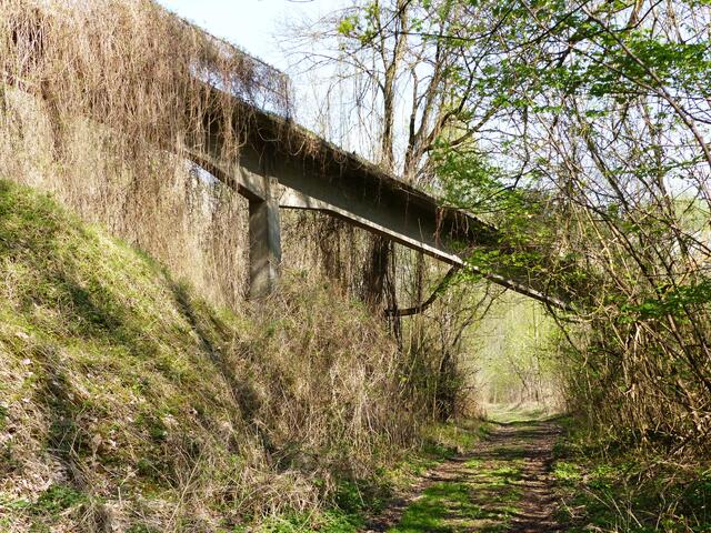 Sie erobert in dieser Gegend Wald und Alleebäume. Auch die alte Fördertrasse.