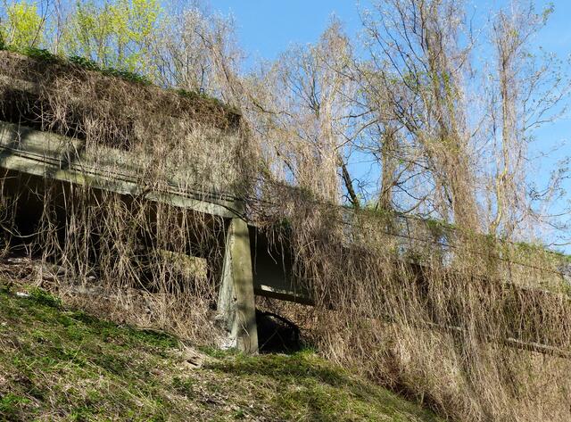 Wie ein Vorhang wird sie diese bald verdecken, wenn sie denn grün geworden ist.