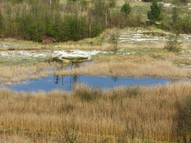 In den kleineren Gewässern leben Kammmolche, Frösche und Wasserskorpione. In den größeren leider Fische, die früher von den Mitarbeitern des Zementwerkes ausgesetzt wurden. Sie verhindern die Ansiedlung der Amphibien.