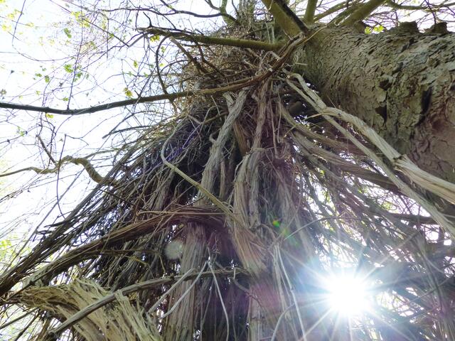 Zunächst geht es durch einen urwüchsigen Wald 40 Meter bergab auf den Grund des Kraters. Die Waldrebe, eine Schlingpflanze mit kräftigen Lianen, die wir von mancher Terrasse als Clematis kennen, mag den säurearmen Kalkboden.