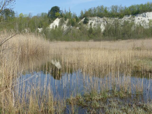 Sumpfig soll das Gebiet aber sein. Dadurch konnte sich ein Kalkniedermoor entwickeln.