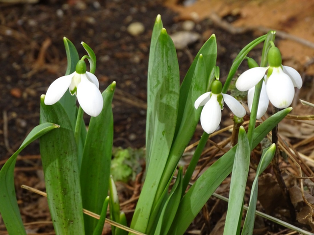 Schneeglöckchen