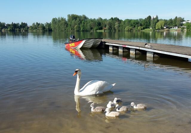 Platz 2 - Schwanenfamilie zu Besuch bei der DLRG (57 Stimmen) | Foto: DLRG Ortsgruppe Butzbach e.V.