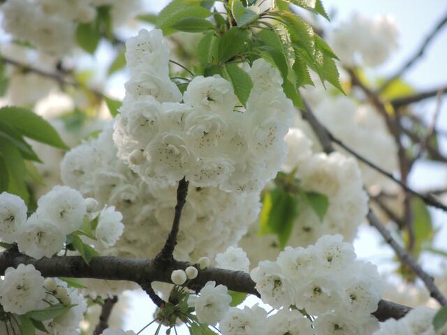 Sakura - deutsch Kirschblüte