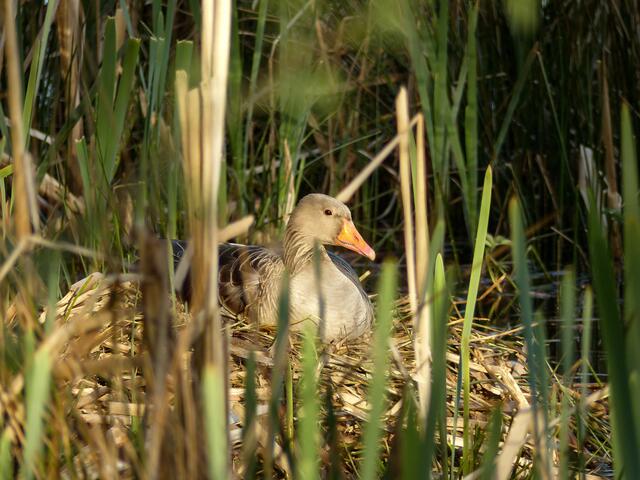 Die Graugans sitzt geduldig auf ihrem Gelege im Röhricht des Würmsees. Es ist der 23. April 2018.