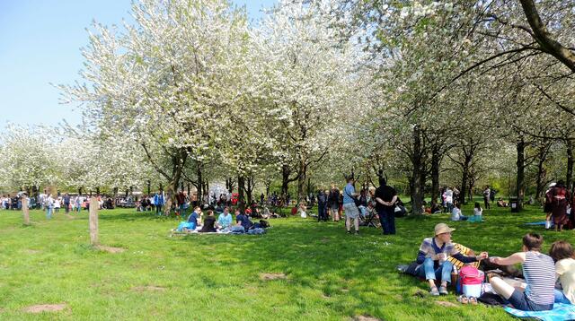 Sakura – Kirschblüte 2018 -  Hiroshima-Hain auf der Bult
