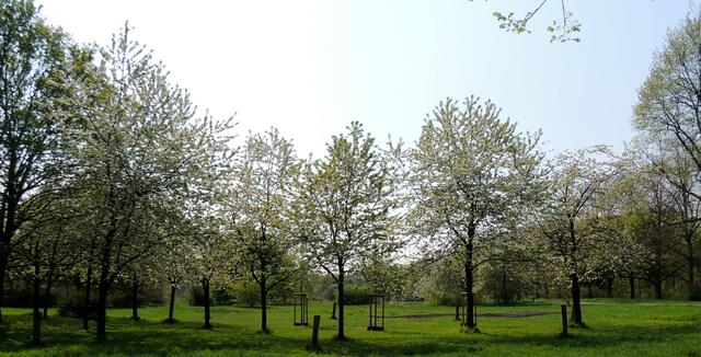 Sakura – Kirschblüte 2018 in Hannover wenn der Trubel vorbei ist