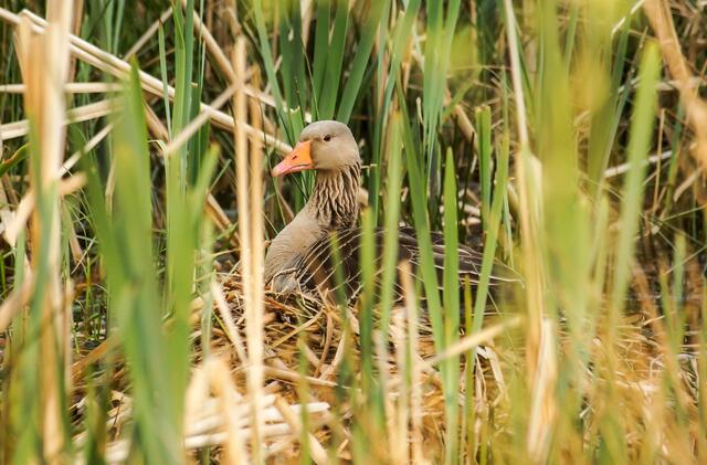 Ihr Blick ist aufmerksam auf das Geschehen in der Nestnähe gerichtet! Von den vielen Graugänsen, die am See rasteten, sind zwei Brutpaare geblieben. Eines führte später 5 Gössel, das andere Paar eine noch größere Anzahl. Keines fiel in meinem Beobachtungszeitraum einem Räuber zum Opfer.